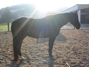 Pferd in Sonnenstrahlen